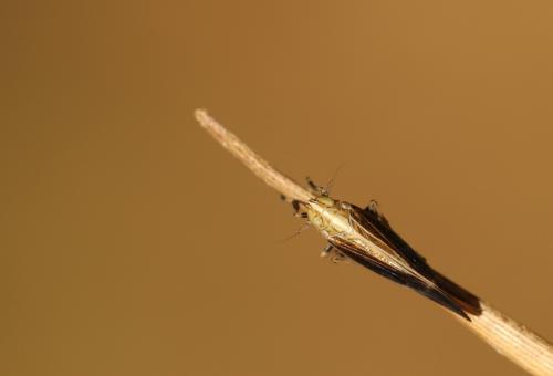 Stenocranus longipennis